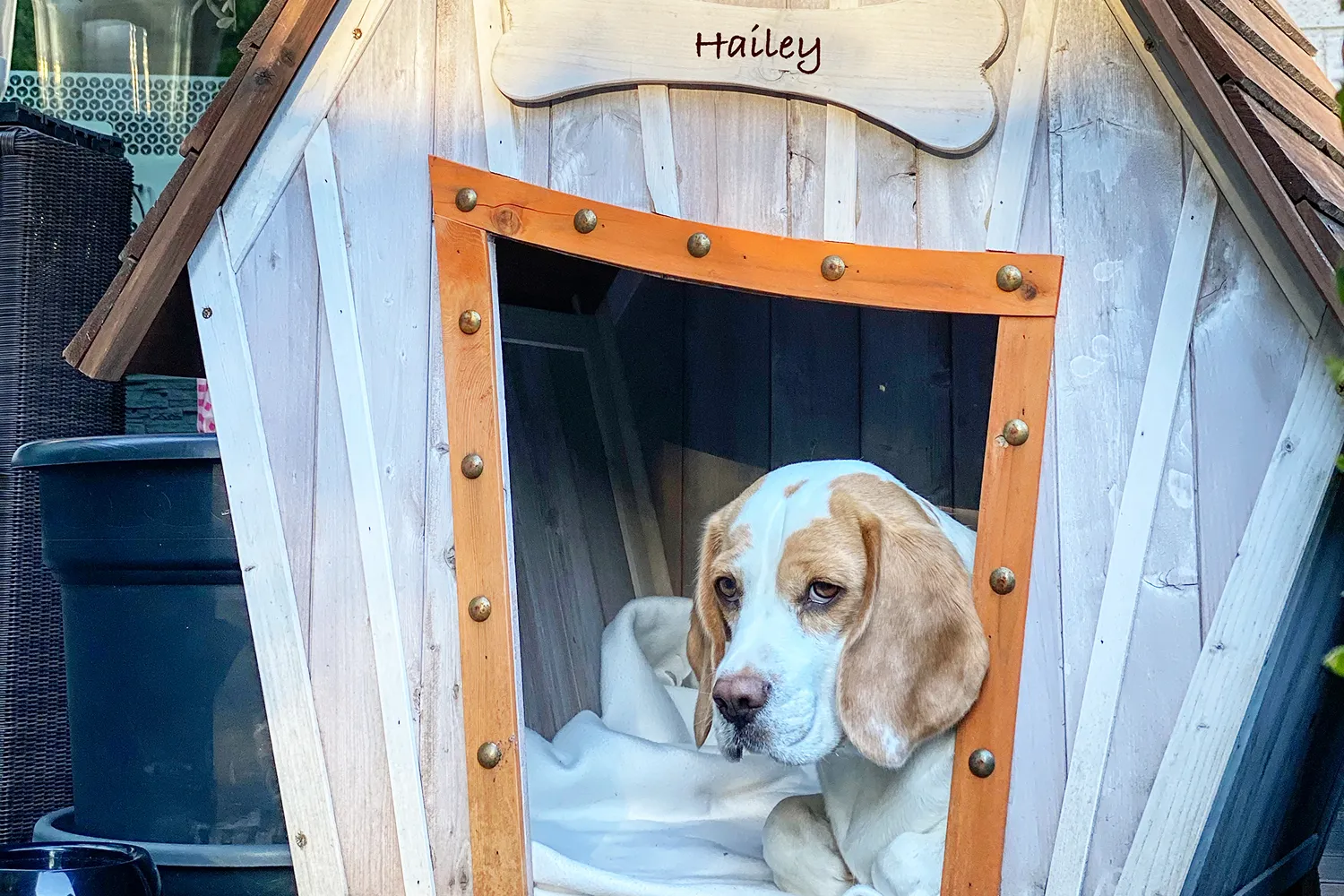 Hailey und ihr «Zuhause».